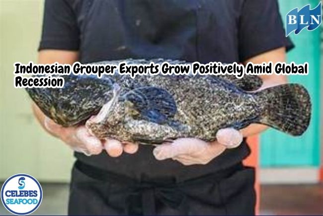 Indonesian Grouper Exports Grow Positively Amid Global Recession